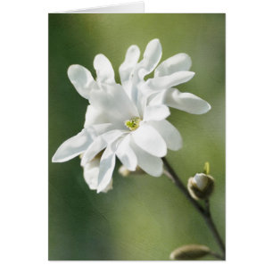Flor magnolia blanca