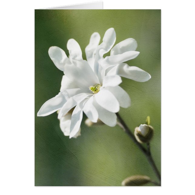 Flor magnolia blanca (Frente)