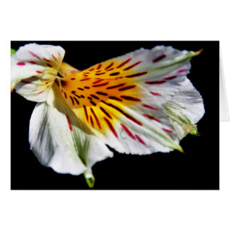 "flor misteriosa" de Larry Coressel