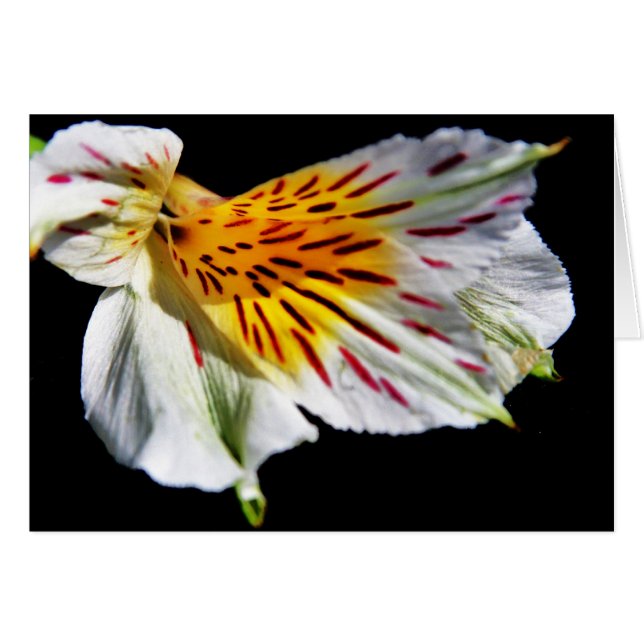 "flor misteriosa" de Larry Coressel (Anverso (Horizontal))