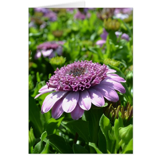 Flor morada (Frente)