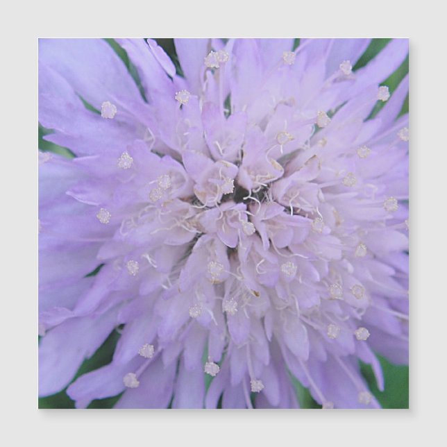 Flor morada (Anverso)