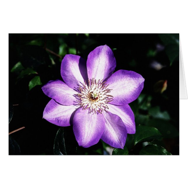 Flor morada (Anverso (Horizontal))