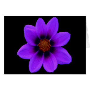 Flor morada al anochecer