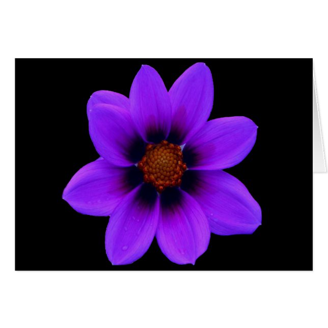 Flor morada al anochecer (Anverso (Horizontal))