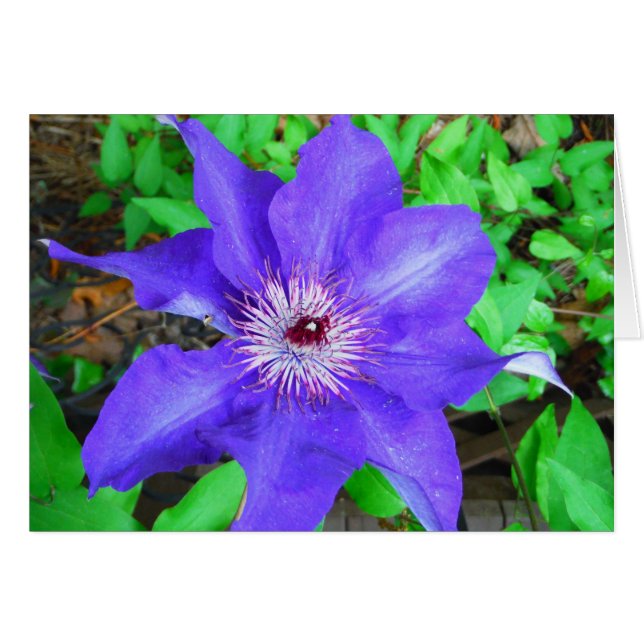Flor morada de clematis (Anverso (Horizontal))
