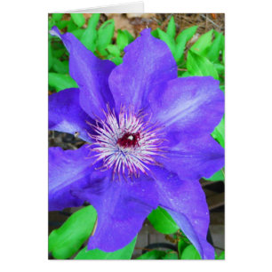 Flor morada de clematis