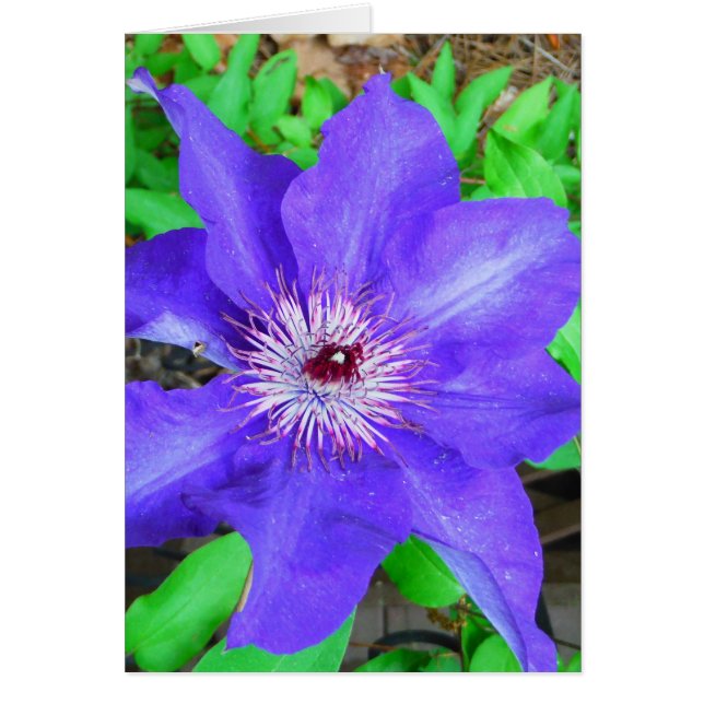 Flor morada de clematis (Frente)