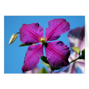 Flor morada de clematis