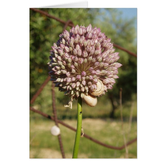 Flor morada redonda (Frente)