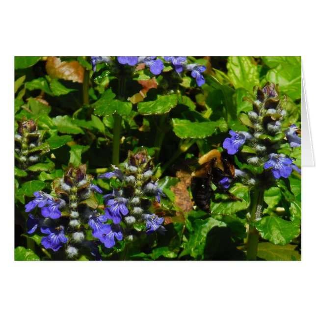 Flor morada y abeja burbuja (Anverso (Horizontal))