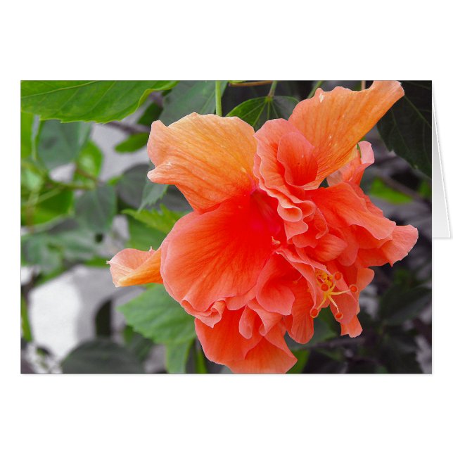 Flor naranja (Anverso (Horizontal))
