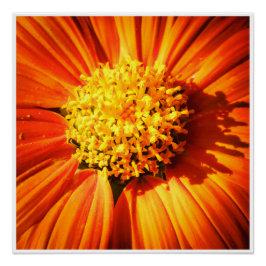 Flor Naranja Radiante Arte de Pared Impresión Macr