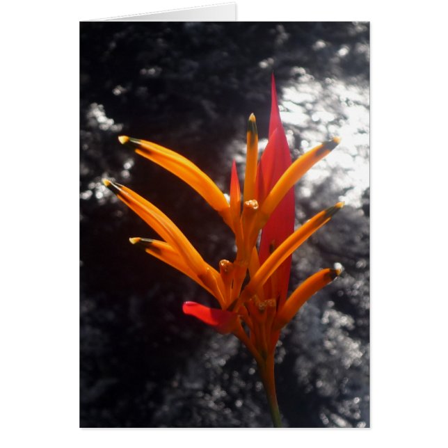 flor naranja tropical (Frente)