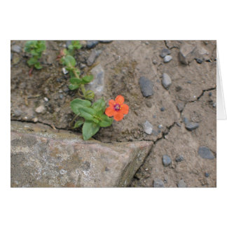 Flor, Newgrange, Irlanda del Norte