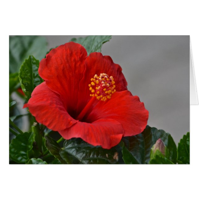 Flor Notecard (Anverso (Horizontal))