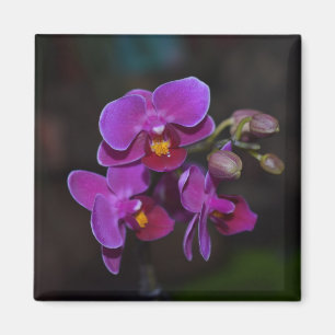 Flor Orquídea morada de imán