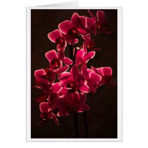 Flor Orquídea Roja