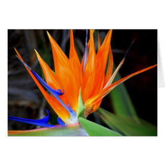 Flor: Pájaro del paraíso