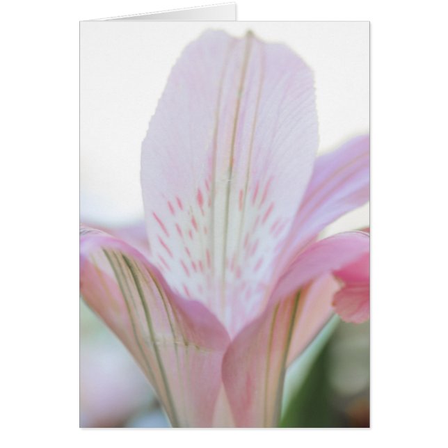 Flor Pastel Rosa bonito (Frente)