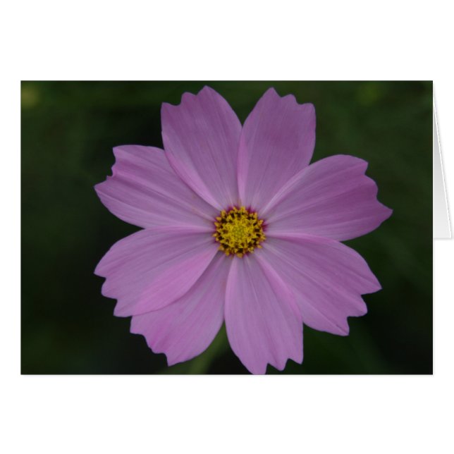 flor perfecta (Anverso (Horizontal))