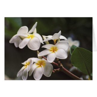 Flor Plumeria