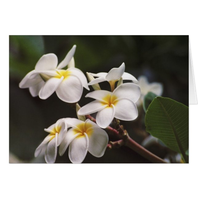 Flor Plumeria (Anverso (Horizontal))