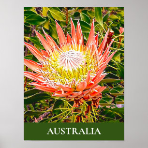 Flor protectora Impresión de viajes australiana