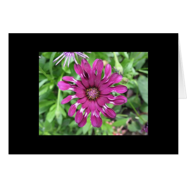 Flor púrpura (Anverso (Horizontal))