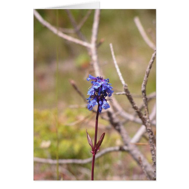 flor púrpura (Frente)