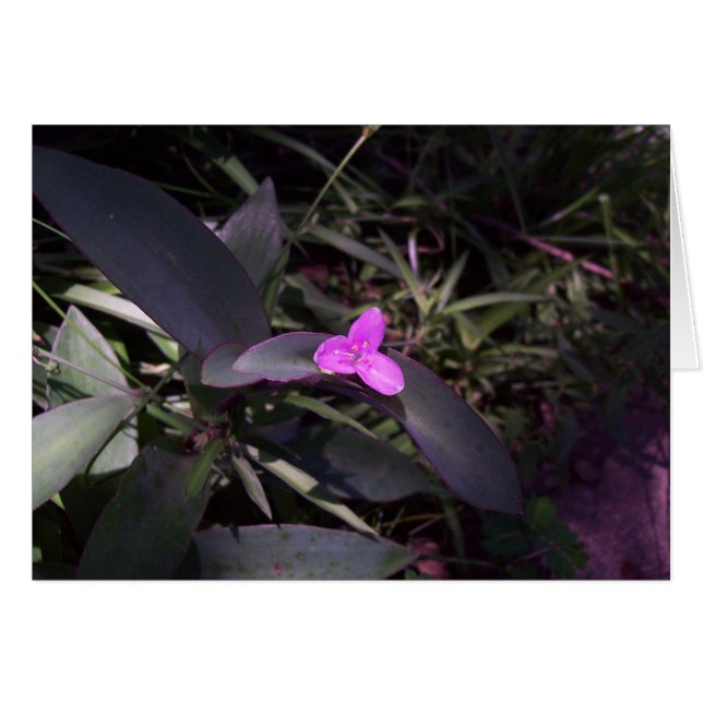 Flor púrpura a la sombra (Anverso (Horizontal))