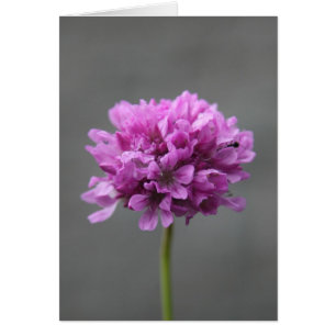 flor púrpura con hormiga