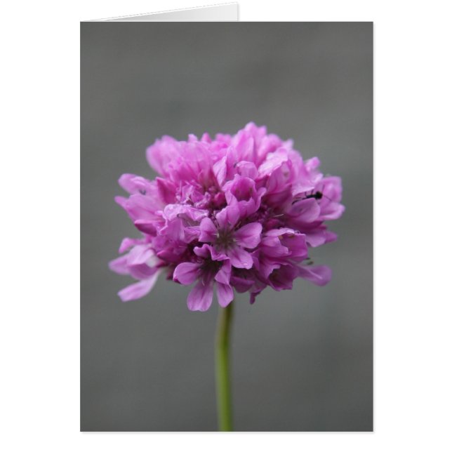 flor púrpura con hormiga (Frente)