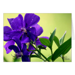 Flor púrpura de la belleza (5,0)