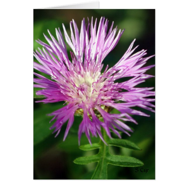 Flor Púrpura, S Cyr (Frente)