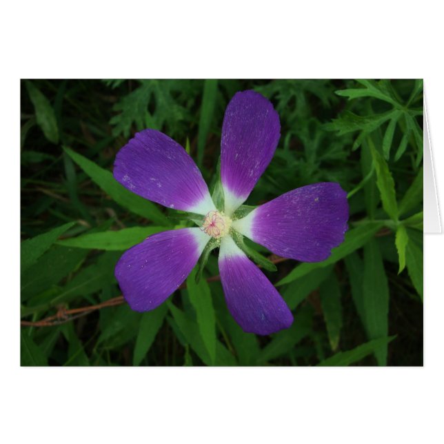 Flor que presenta como morada púrpura de la (Anverso (Horizontal))