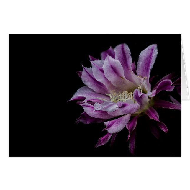 Flor real morada y blanca (Anverso (Horizontal))