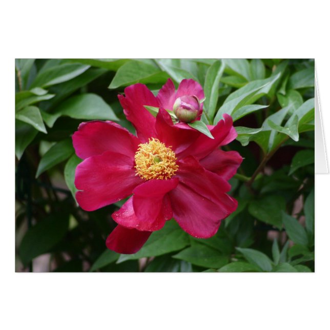 Flor roja (Anverso (Horizontal))