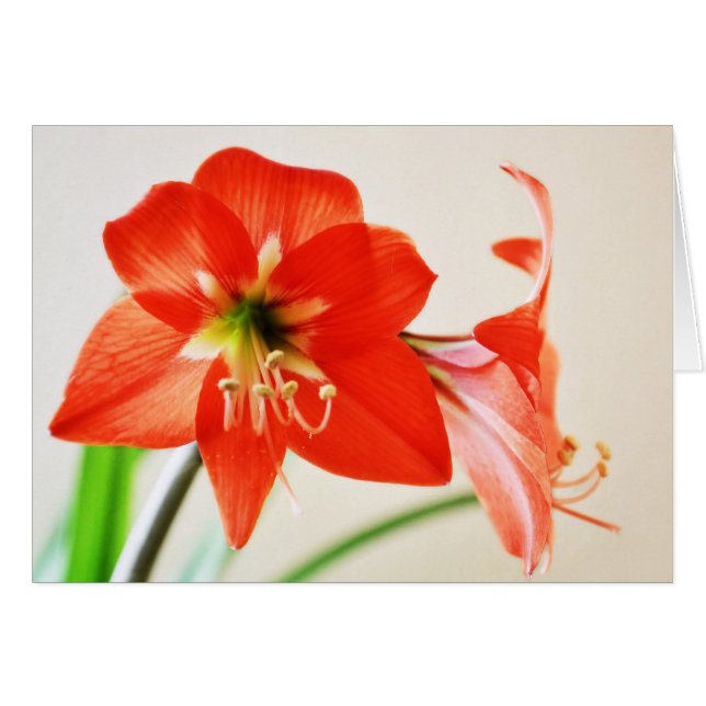 Flor roja de Amaryllis (Anverso (Horizontal))