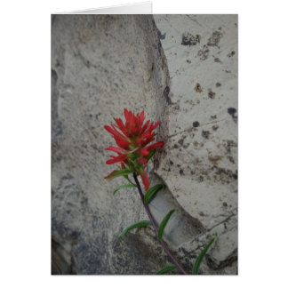 Flor roja de la brocha india
