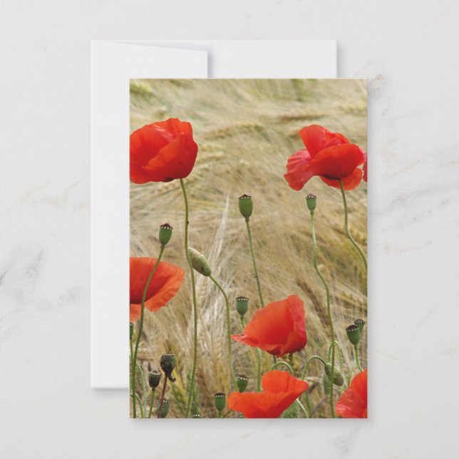 flor roja de verano (Anverso)