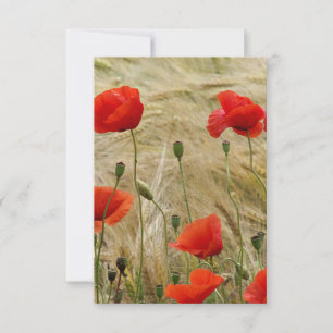 flor roja de verano