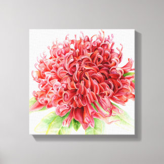 flor roja de waratah arte botánico