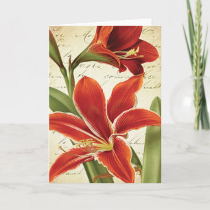 Flor roja del navidad del Amaryllis botánica