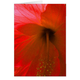 Flor roja hibiscus