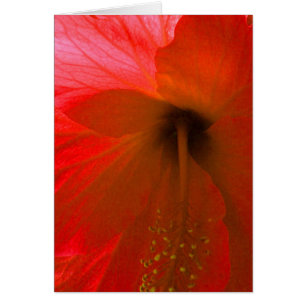 Flor roja hibiscus