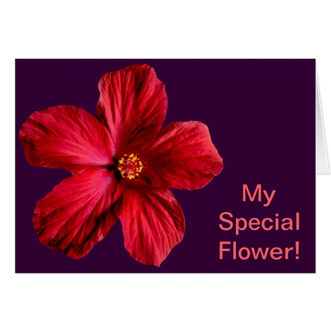 Flor roja hibiscus (Anverso (Horizontal))