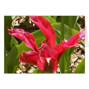 Flor roja - modificada para requisitos