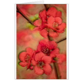 Flor rojo del membrillo