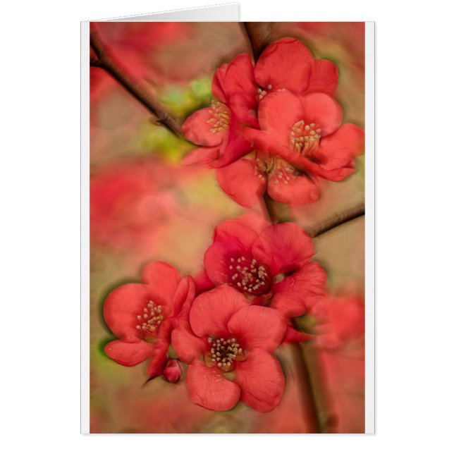 Flor rojo del membrillo (Frente)